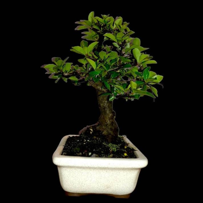 Miniatura: Pyracantha amarilla