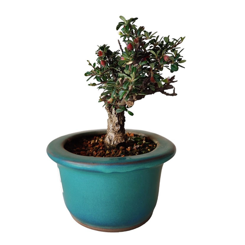 Miniatura: COTONEASTER MINIFOLIA