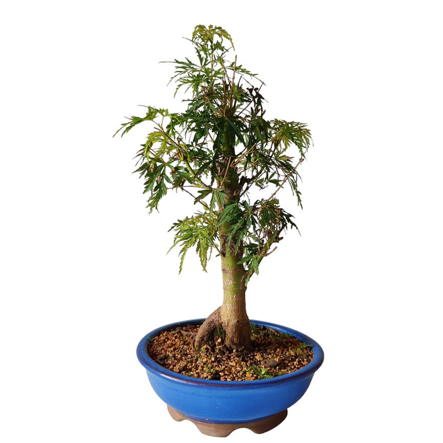 Miniatura: ARCE DISECTUM