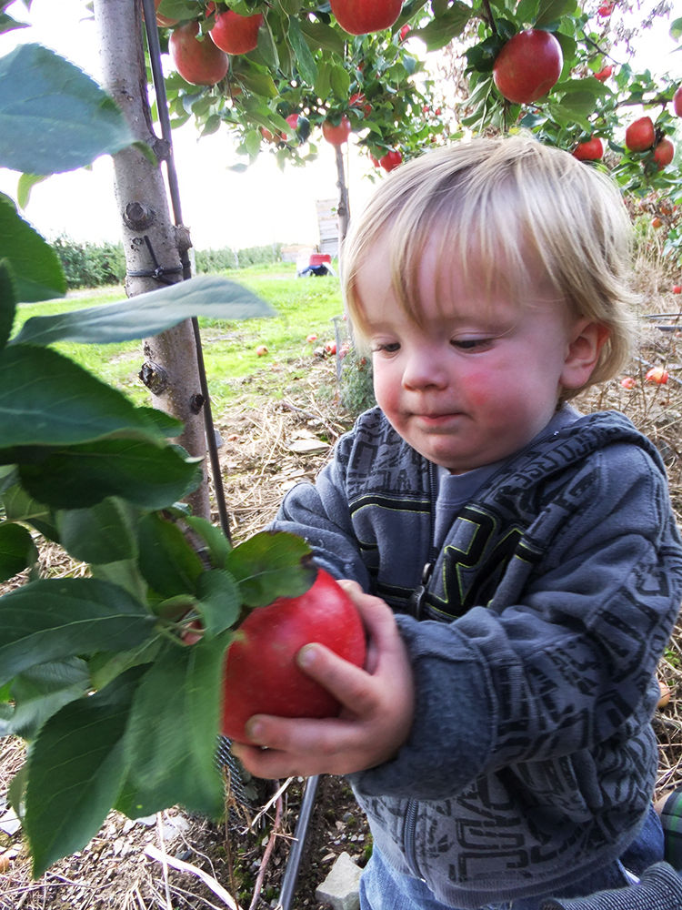 La pomme et l'enfant
