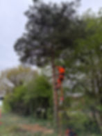 HGTC tree surgeon pruning a tree in Wakefield garden
