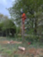 HGTC arborist removing a large tree safely in Leeds