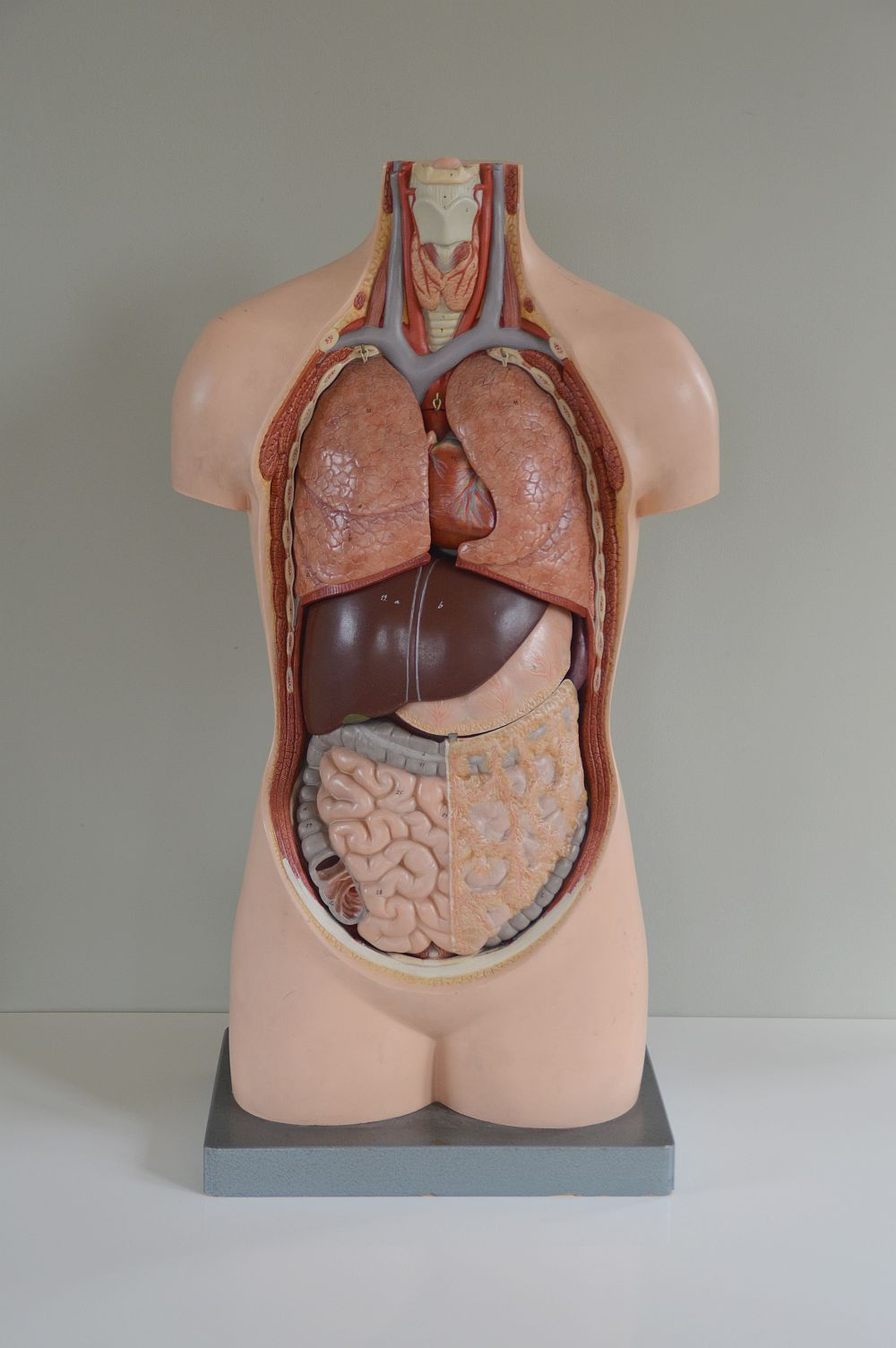 Anatomical torso complete with intestines by Somso, 1960s