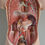 Thumbnail: Anatomische torso compleet met ingewanden van Somso, jaren '60