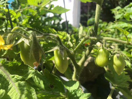 "La Agricultura Orgánica es un instrumento de transformación de la sociedad".