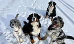 Four Central Wisconsin Bernedoodles dogs, including Bernese Mountain Dogs and Bernedoodles, sitting together in the snow on a sunny winter day.
