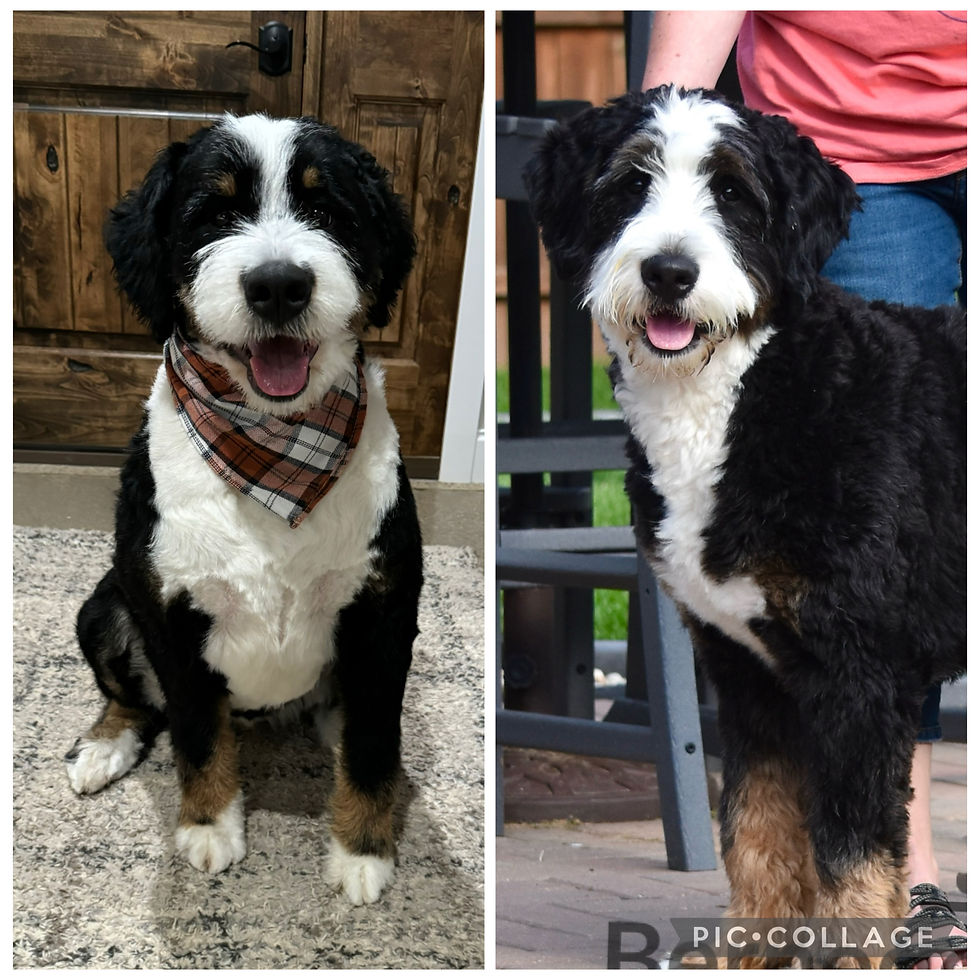 two adult tricolor ultra bernedoodles