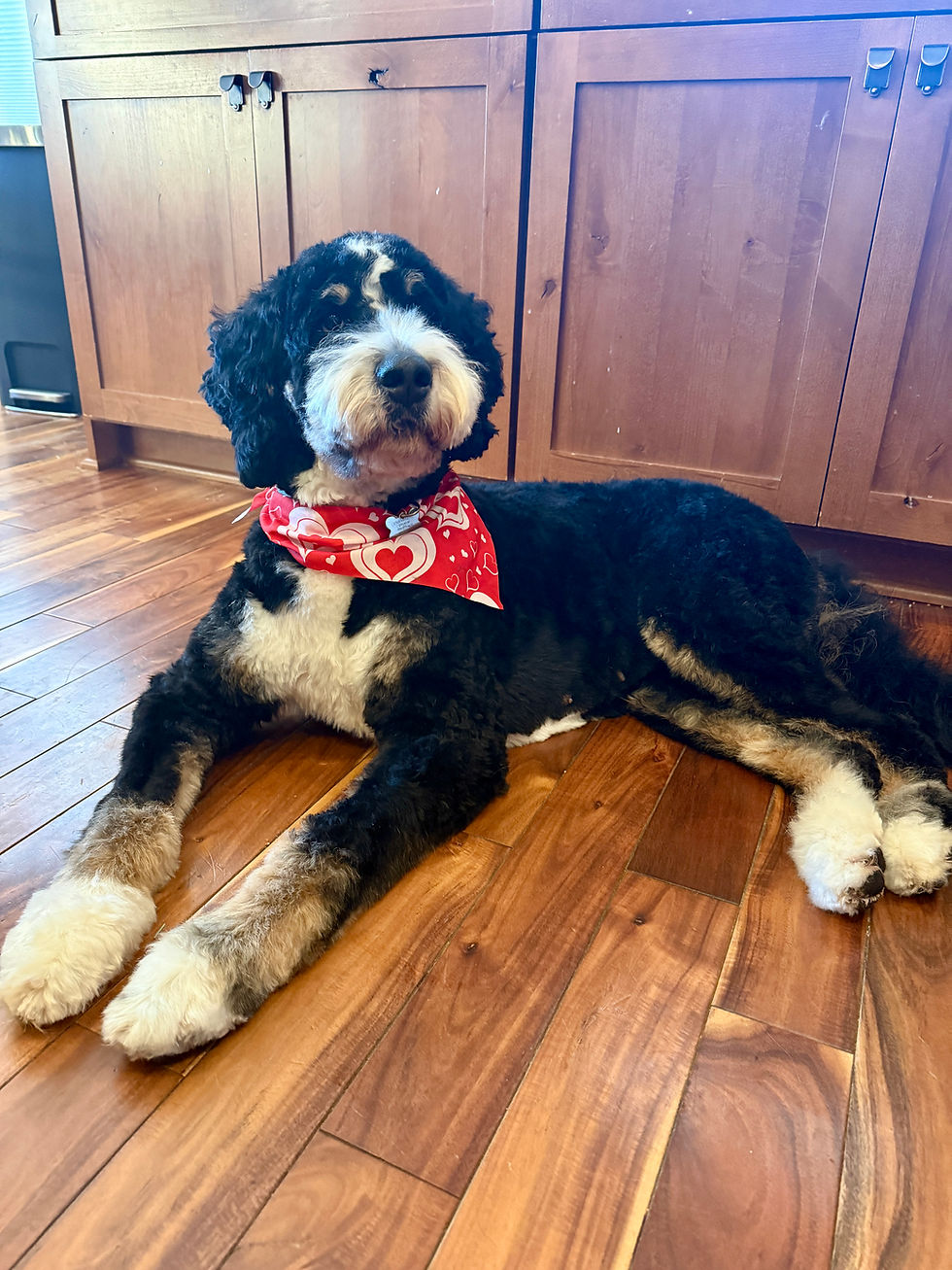 Adult tricolor Bernedoodle wearing a red bandana while lying on a hardwood floor indoors.