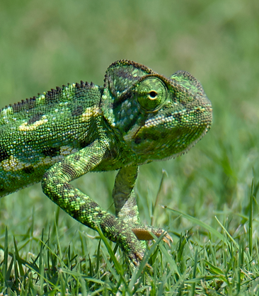 Iguana_Masirah_Sep_2024_5.png