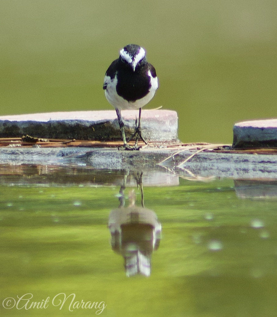 Wagtail 10_watermark