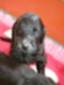 reutje wit NA 1e papje