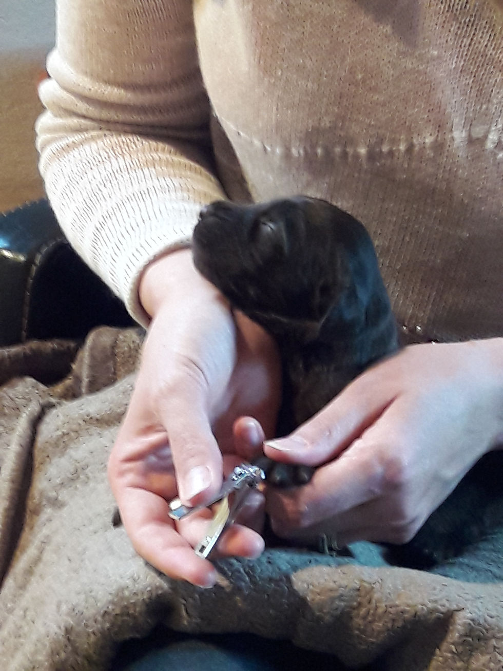 nagels knippen