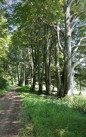 Le massif du Glaserberg et la source de l'Ill