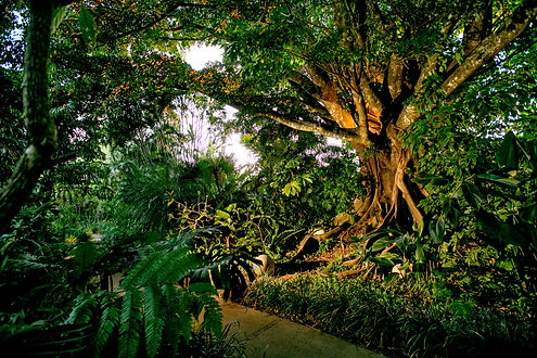 0014_Grounds Tree.jpg