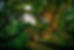 0014_Grounds Tree.jpg