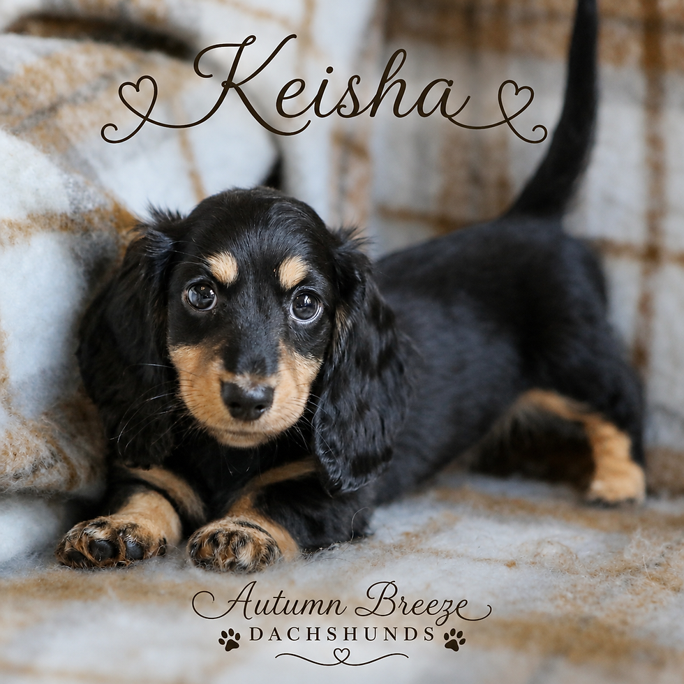 Longhair miniature dachshund resting on blanket