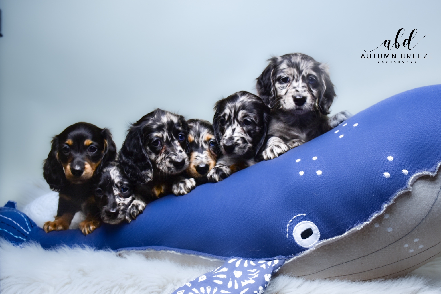 Writer: Autumn Breeze Dachshunds