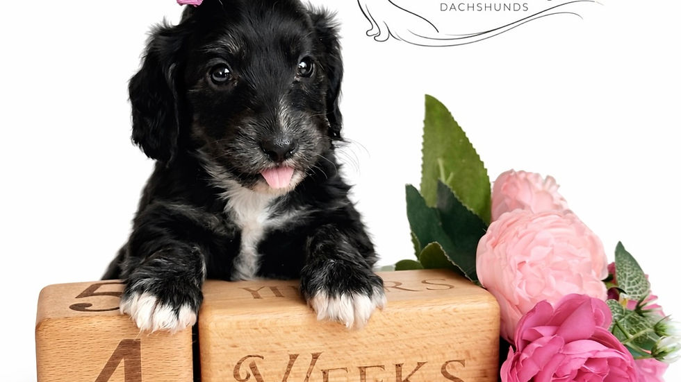 High angle view of an Easter basket with a miniature longhair dachshund puppy inside