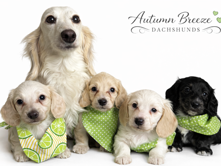 Dachshund Adoption Tips: Adopting Your Dachshund Online - A Step-By-Step Guide