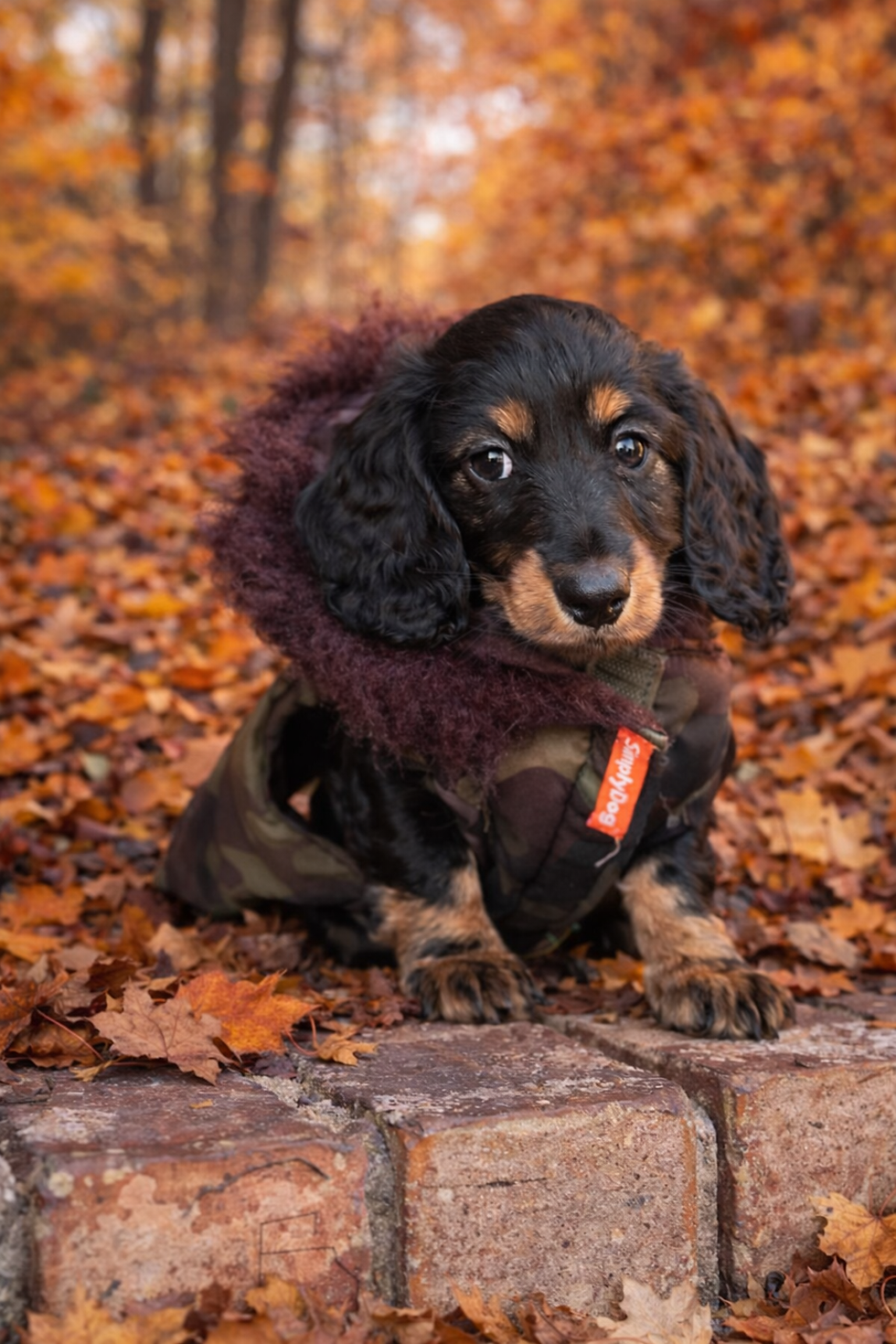 Eye-level view of a miniature longhair dachshund sniffing colorful autumn leaves