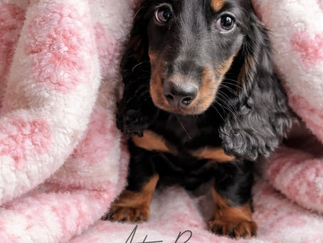 Healthy miniature longhair dachshund puppy resting comfortably