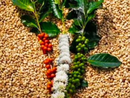 In the photo, you can see, from left to right, red ripe coffee cherries, white coffee blossom, and green ripening coffee cherries to form the colours of the Indian flag. They are bunched on coffee plant leaves and sit on coffee that is naturally dried in the sun.