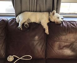 One Tired Pup!