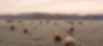 9f220b59-69a3-4a70-a597-80228e934dff_edited.jpg
