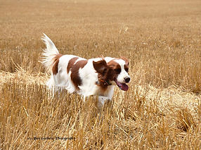 4-Peanut_2425.jpg