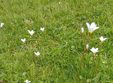 Meadow saxifrage.jpg