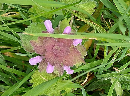 Purple dead nettle.jpg