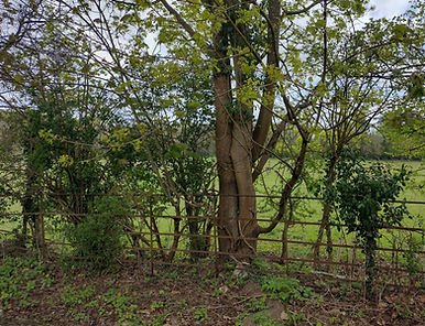 Tree hedgerow.jpg