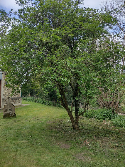 IMG_20260412_111816073_HDR.jpg