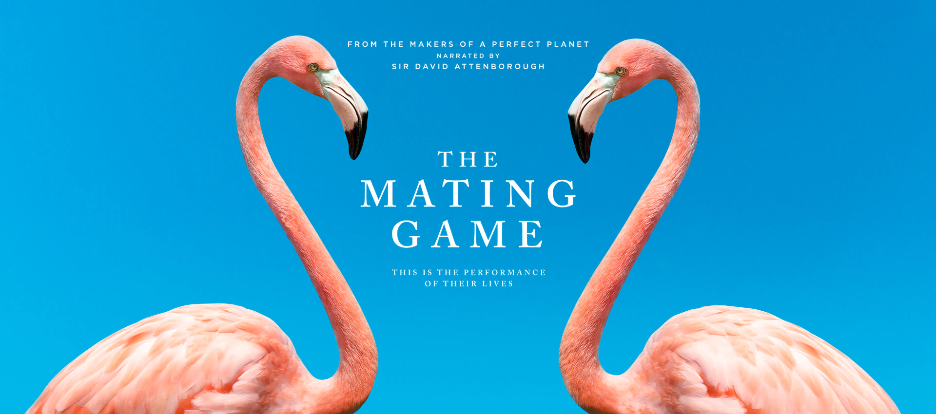 The_Mating_Game.webp