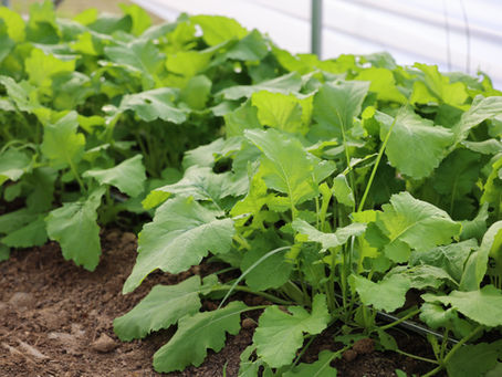 CSA Recipes - December 10, 2025