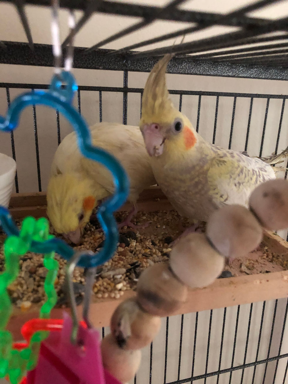 Thumbnail: Baby Cockatiel - Female