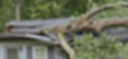 Fallen-Tree-Pic.jpeg