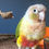 Thumbnail: Pineapple Green-cheek