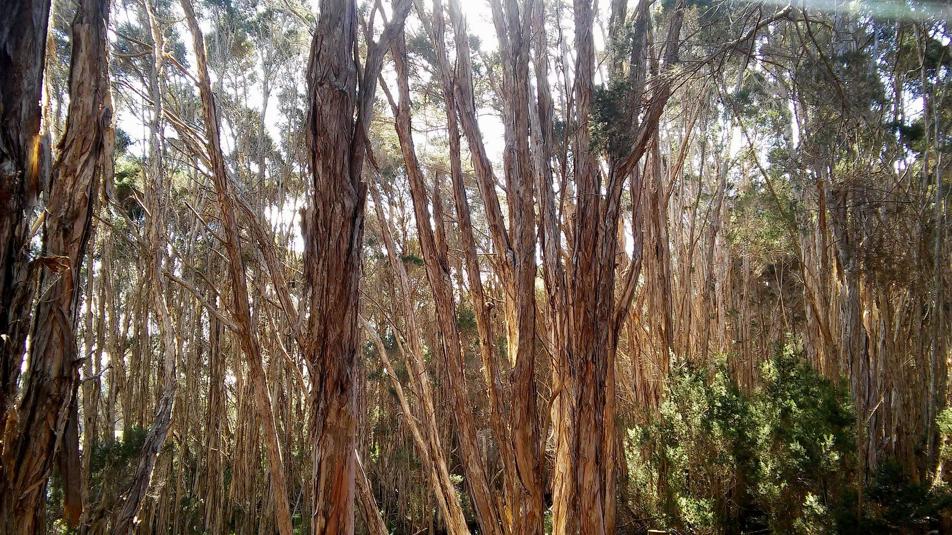 Tea trees