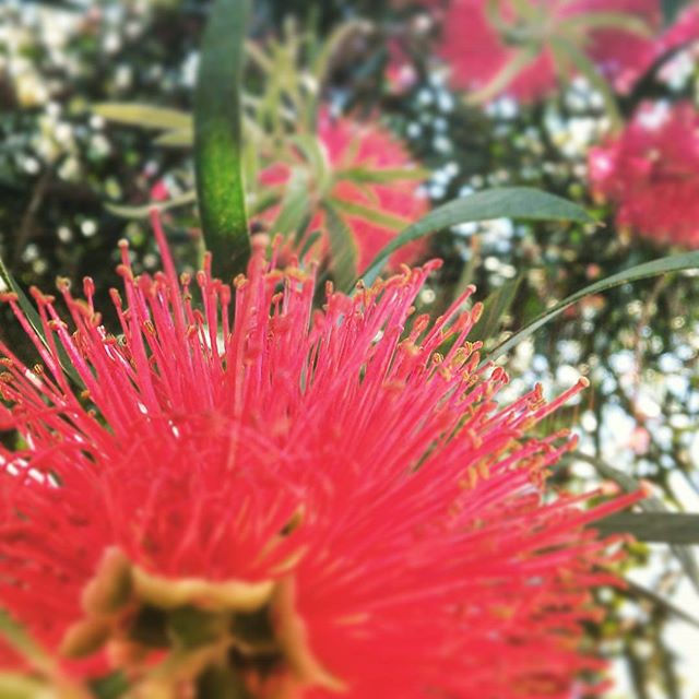 And some bottlebrush