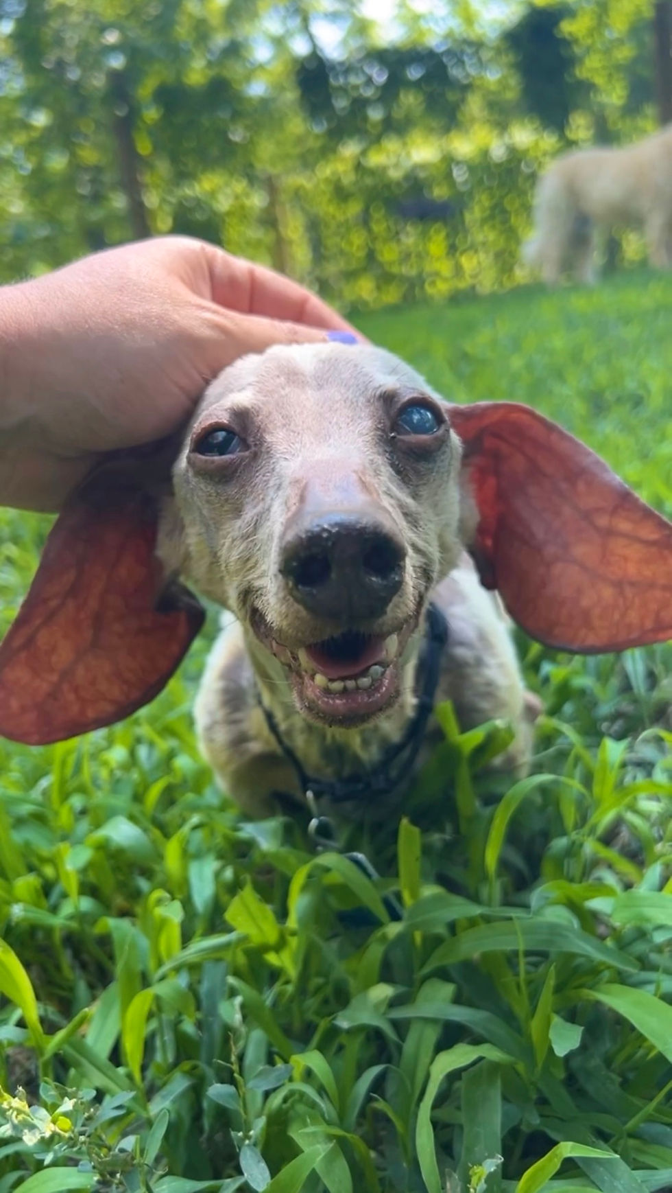 Summer Jeeves