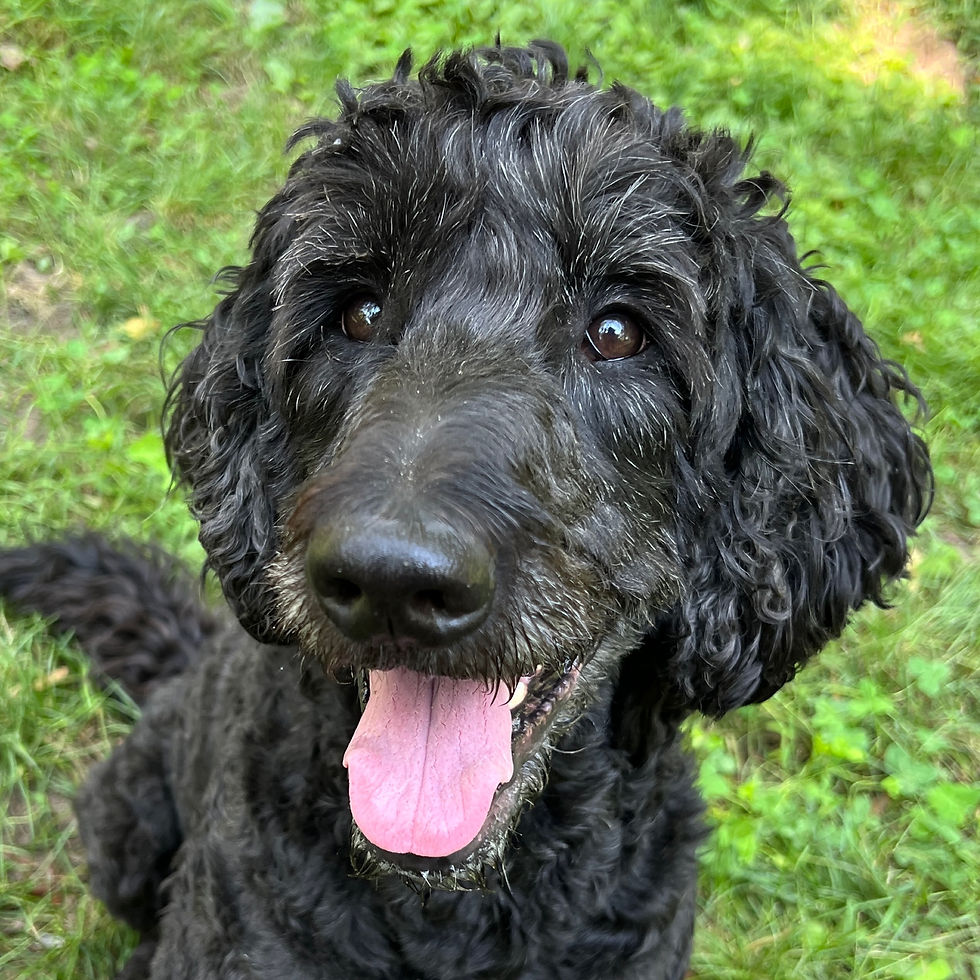 Hazel