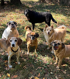 Dogs in yard 2