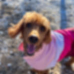 Lucy