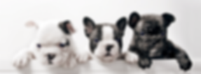 cute puppies