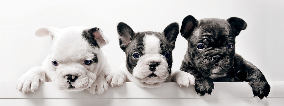Três filhotes de cachorro francês bullgo