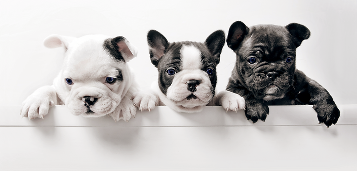Three French Bullgod Puppies