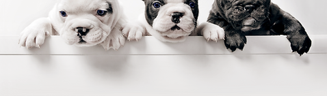 三匹のフランス語Bullgod子犬
