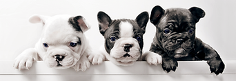 Three French Bullgod Puppies