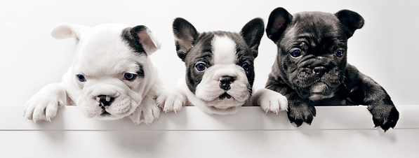 Pet tranport Australia, importing dogs to Australia